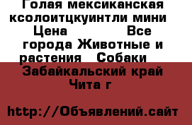 Голая мексиканская ксолоитцкуинтли мини › Цена ­ 20 000 - Все города Животные и растения » Собаки   . Забайкальский край,Чита г.